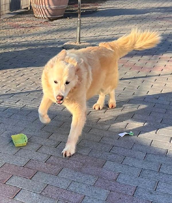 SALOMONE MAREMMANO Foto 8